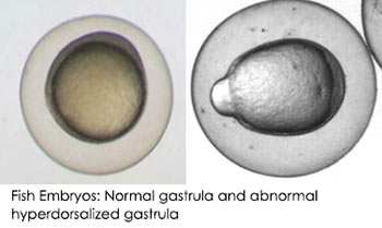 fish embryos