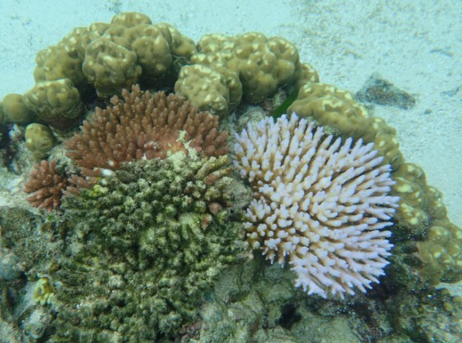 An underwater image of corals that shows white, bleached coral on one side and healthy, colorful coral on the other.