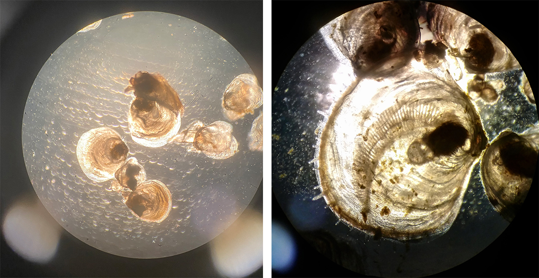 Two photos side by side of baby oysters under a microscope