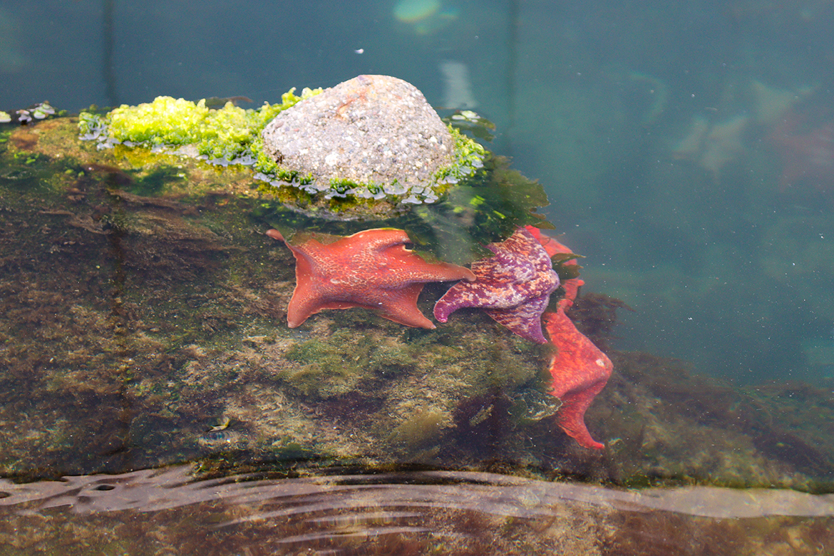 Several orange bat stars clinging to a rock, whose tip is jutting out of the water and fringed with green algae.
