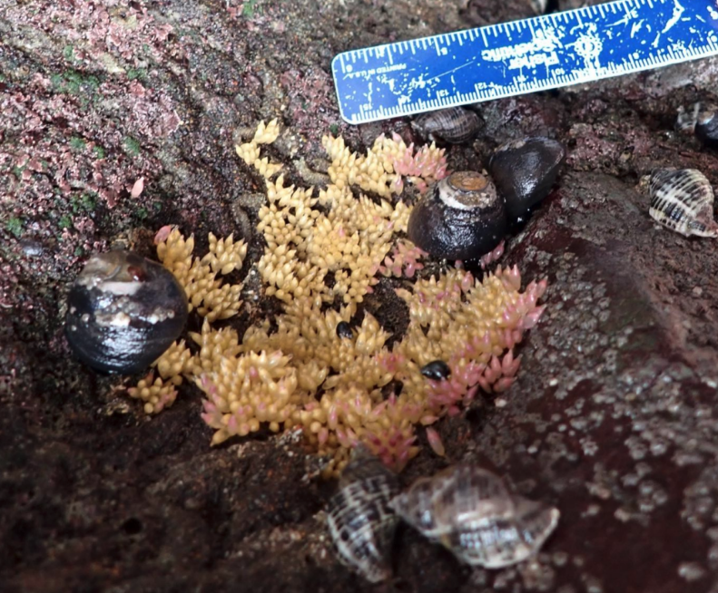 A close up of snails and their egg capsules on rocks. A ruler is visible in one corner to show scale and one section of the egg capsules has a pinkish hue.
