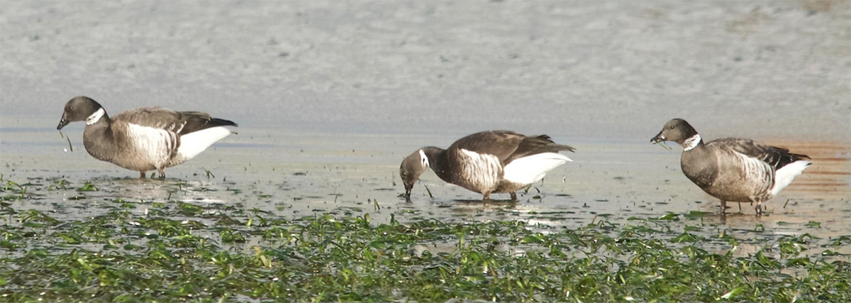 Three large geese eating strands of green eelgrass from a shallow coastal area