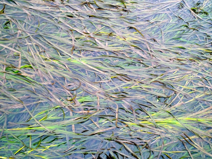 A close up image of seagrass strands overlapping each other on the surface of the water.