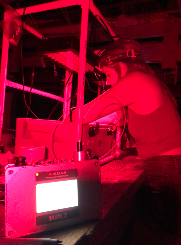 A red tinted image taken at night of a person with both arms in a container, taking measurements during a test for coral thermal tolerance.