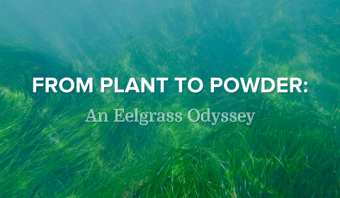 From Plant to Powder: An Eelgrass Odyssey
