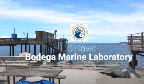 A view of a dock overlooking the ocean with a BML logo and the words "UC Davis Bodega Marine Laboratory" over it.