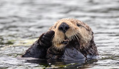 A sea otter pokes its head and arms out of the water.