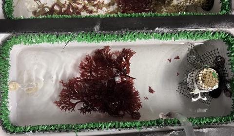 A shallow white tank with green grassy edging around it and reddish seaweed floating in the water