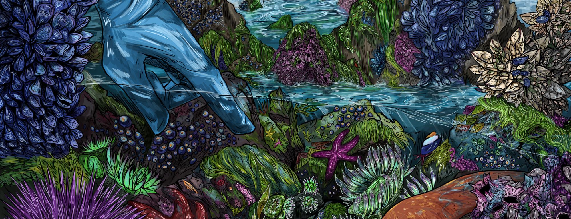 A colorful illustration of a tidepool, with a gloved hand reaching in towards purple urchins, orange sea stars, green anemones, and other creatures.