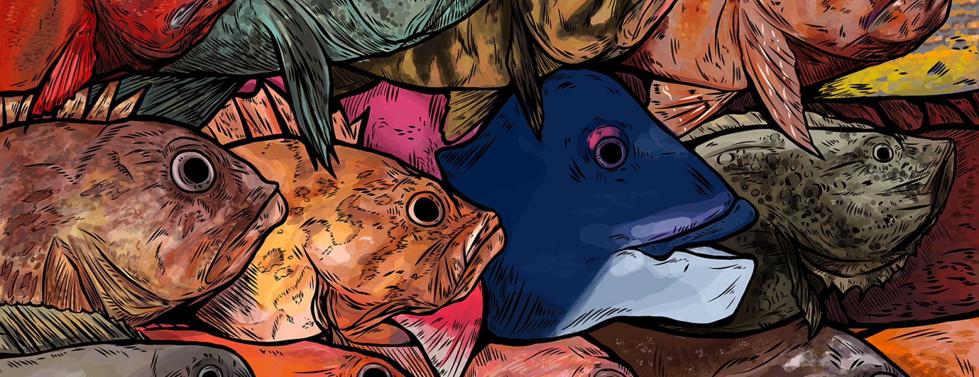 An illustration showing many types of rockfish layered together