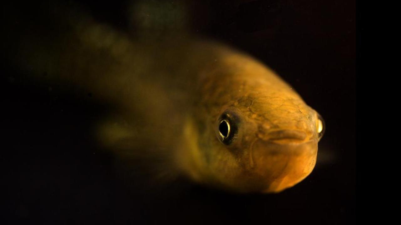 Atlantic killifish contributed key adaptive genetic variation to the Gulf killifish, which amounted to an evolutionary rescue from toxic pollutants. (Andrew Whitehead/UC Davis)
