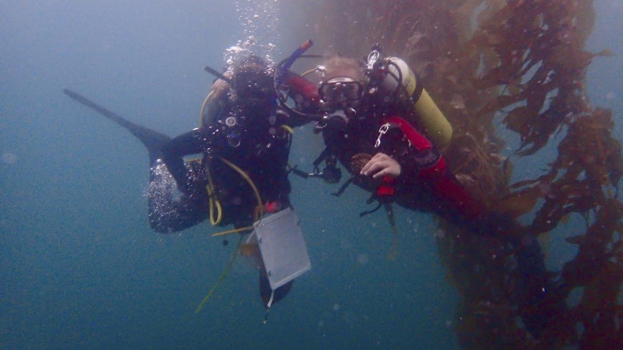 Jordan Hollarsmith of UC Davis and Michael Doane of San Diego State University collect reproductive fronds from a San Diego kelp forest. (Photo by Kristen Elsmore)