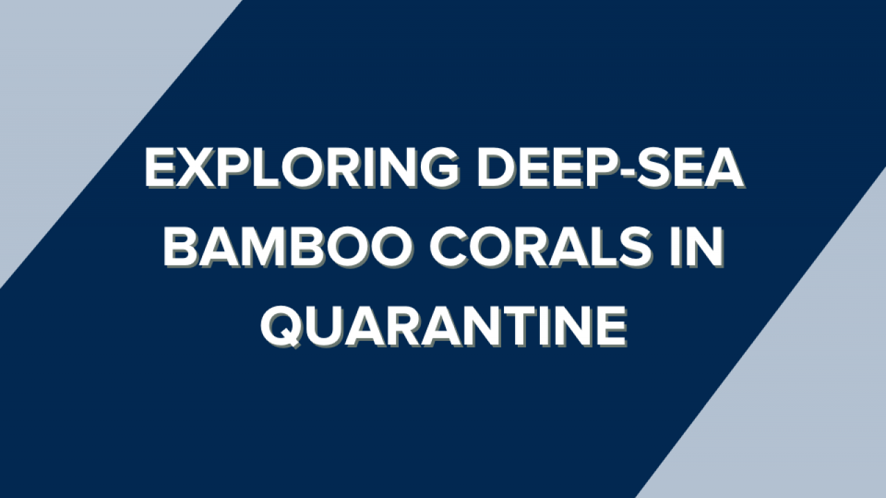Exploring deep-sea bamboo corals in quarantine