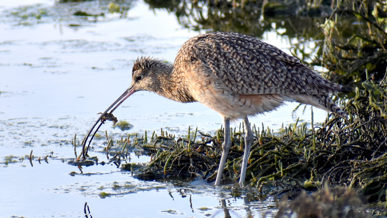 A curlew plucking a crab out of a marsh