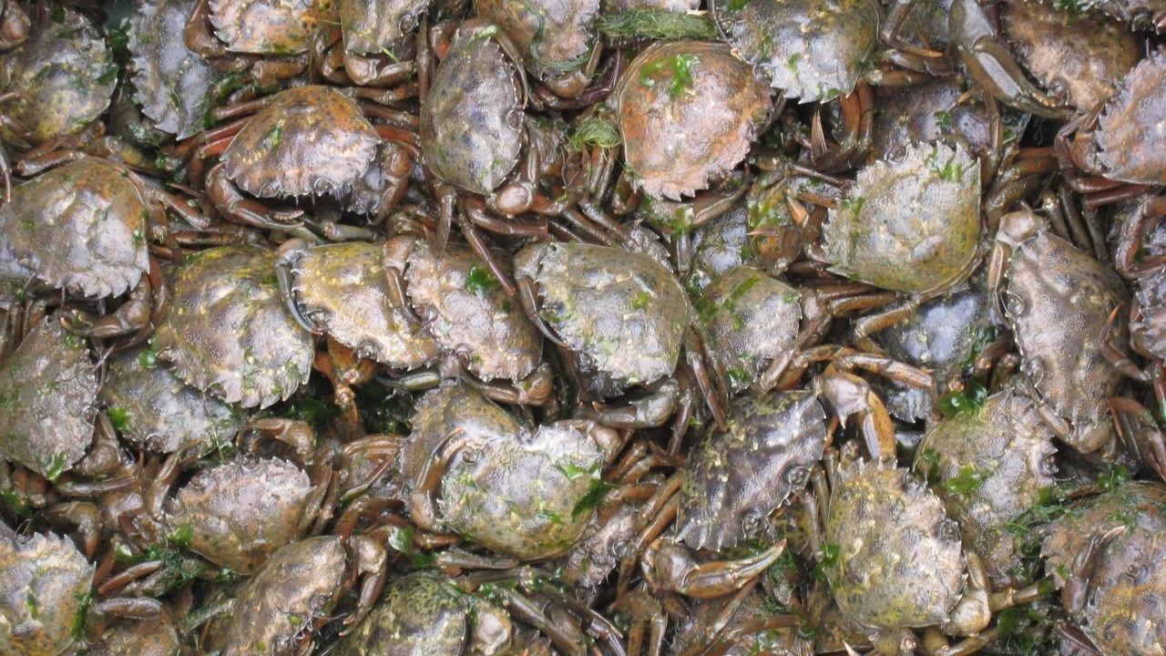 A mass of European green crabs