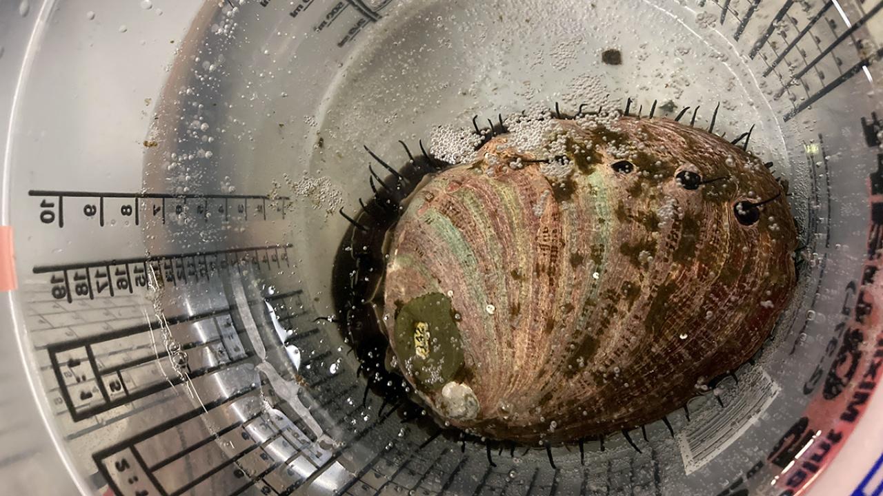 Shown from above, a red abalone sits in a glass jar full of water. The abalone is oval shaped, with a row of breathing holes in its shell and small tentacles fanning out from under the shell.