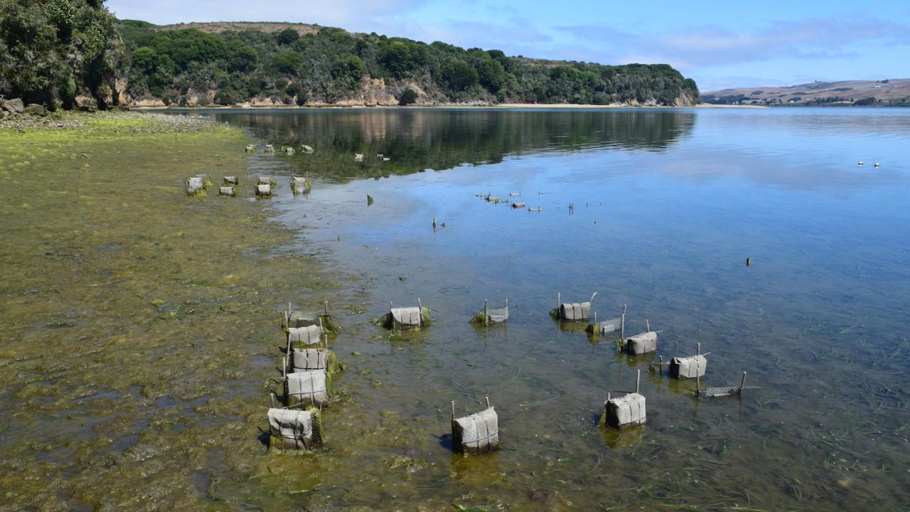 A shallow bay area with green algae visible on the water and small cages set out at intervals