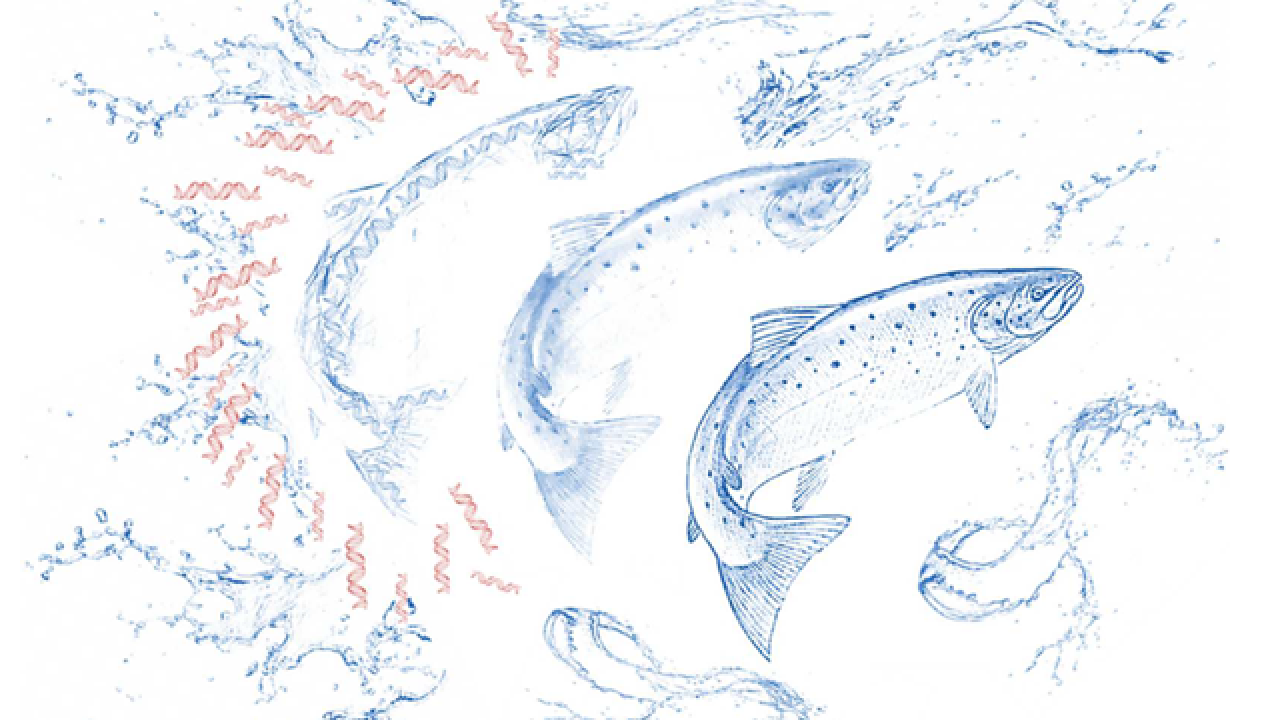 An illustration of three fish done in shades of light blue with wave like designs around them.