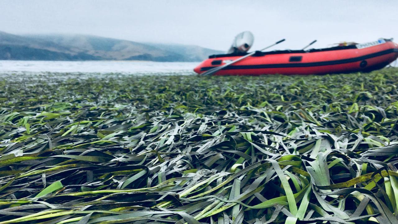A close up image of seagrass with a red boat and water in the background.
