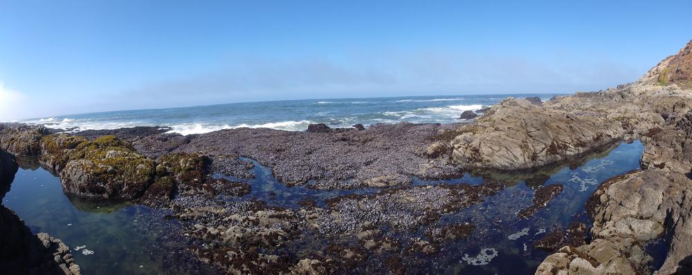 A wide-angle shot of a rocky tidepool area with ocean waves crashing on a sunny day.