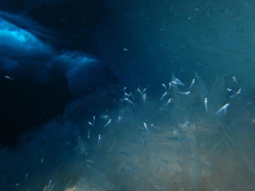 An underwater image shows a school of small, silver fishes swimming.