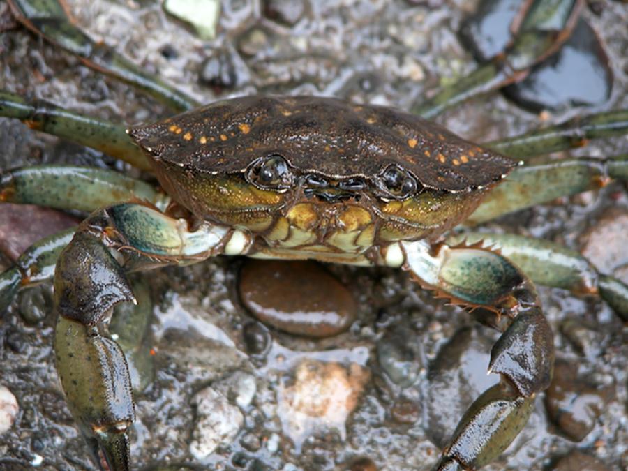 An invasive European green crab