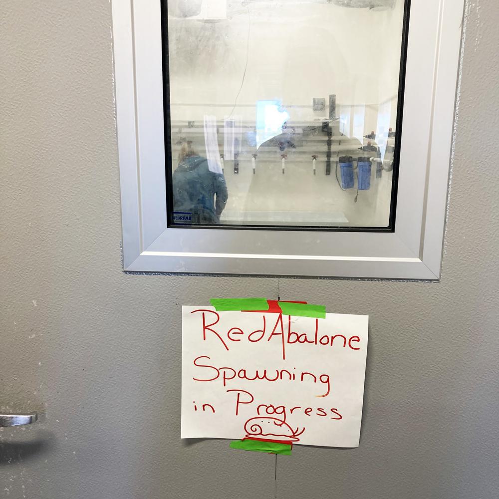 A lab door with a white sign taped to it that says in red letters "Red Abalone Spawning in Process" with a small drawing of an abalone