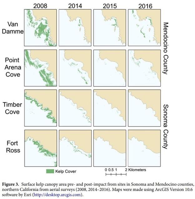 A diagram that shows kelp cover decreasing between 2008 and 2016 in the following locations: Van Damme, Point Arena Cove, Timber Cove, Fort Ross
