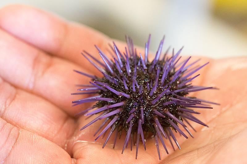 A small purple urchin on a hand
