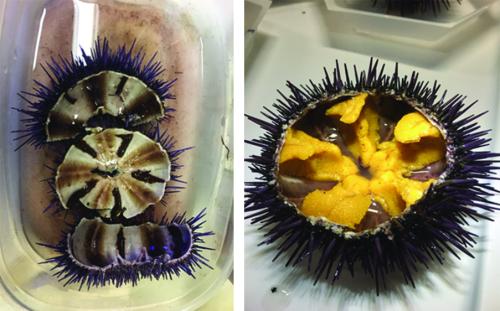 Side by side images of purple urchins, opened and showing an empty urchin on the left and an urchin full of golden uni on the right