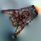 urchin larva