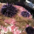 Purple Urchins