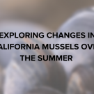 Exploring changes in California mussels over the summer