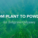 From Plant to Powder: An Eelgrass Odyssey