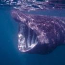 A basking shark with its mouth wide open, filter feeding in the water.