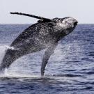 A whale breaching out of the water