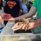 A person holding a red urchin in one hand and a sheep crab in the other while people lean in to see them.