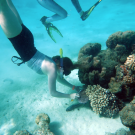 A person diving, wearing swim shorts and swim top and snorkel gear. They are positioned upside down and examining shallow water corals.