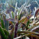 A close up image of seagrass taken under water.