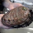 A red abalone being held by two hands