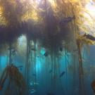 Underwater image of a bull kelp forest
