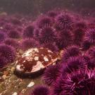 A red abalone is surrounded by a barren of purple sea urchins