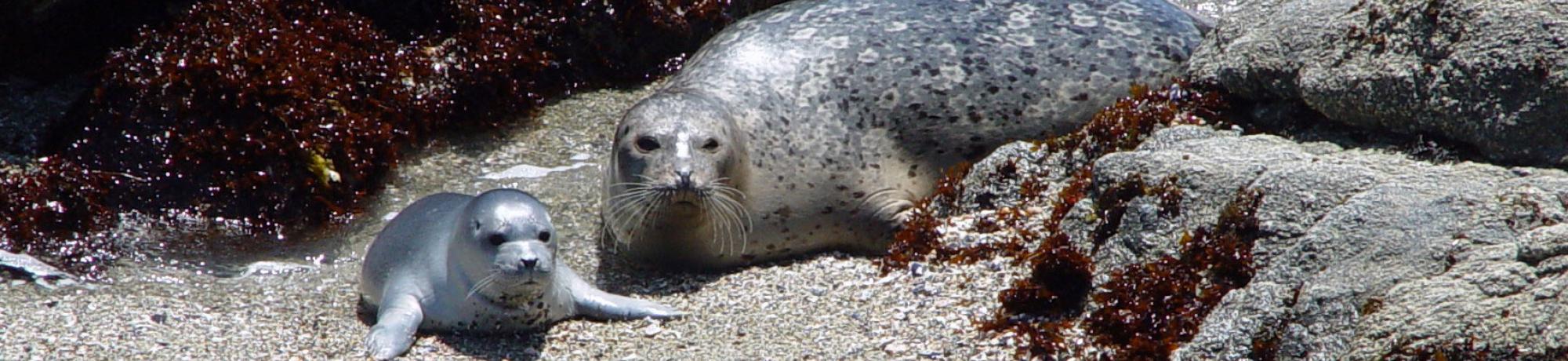 FAQ (harbor seals)