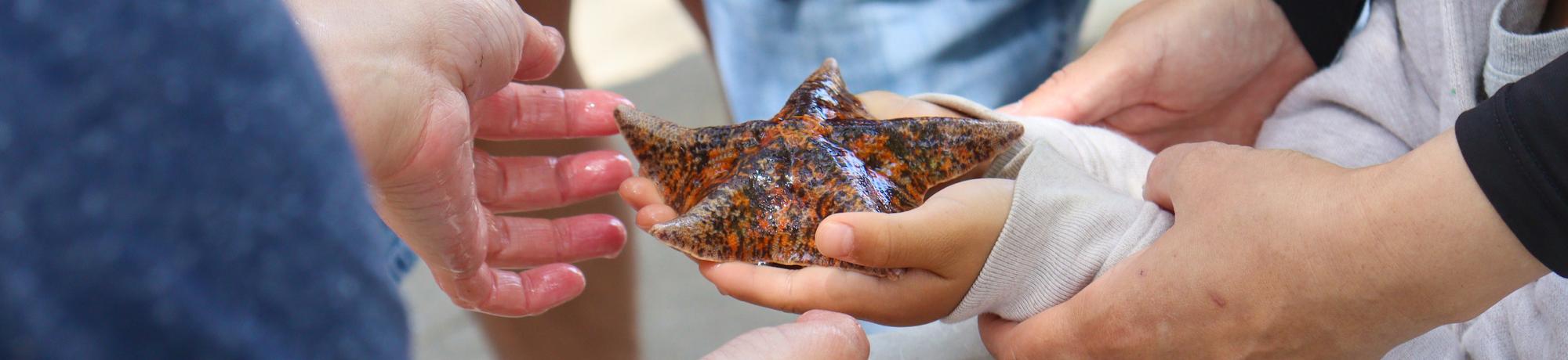A young child holding a mottled orange and dark brown sea star in outstretched hands, while adult hands reach in to steady their hands.