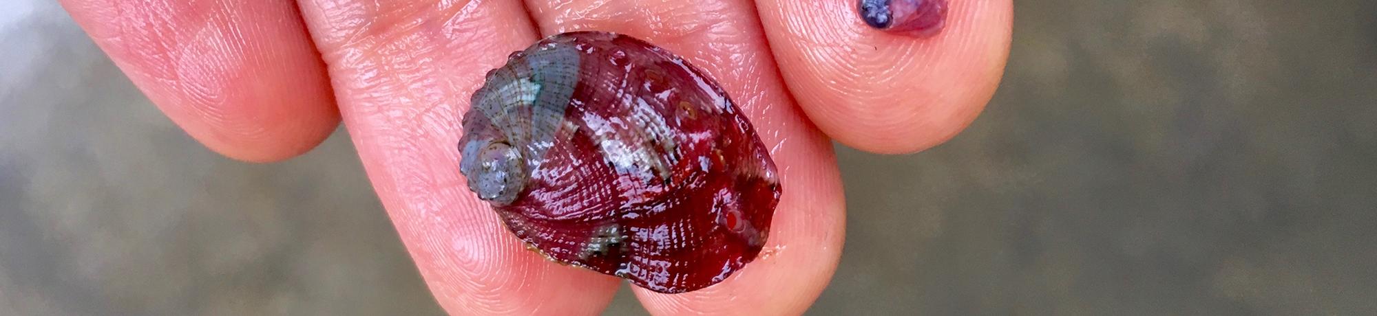A close up of two white abalone that are dramatically different sizes perched on top of a person's fingertips